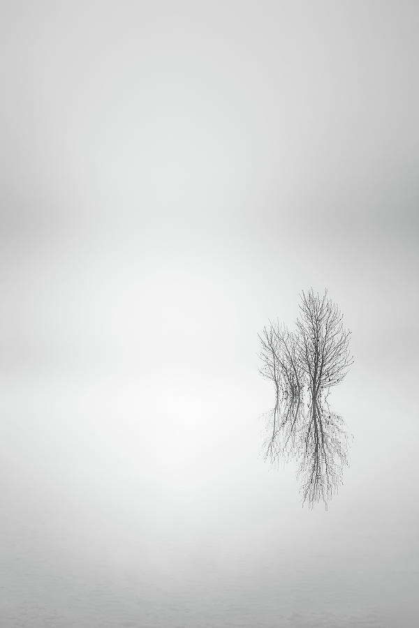 Misty Simplicity Photograph by Don Schwartz