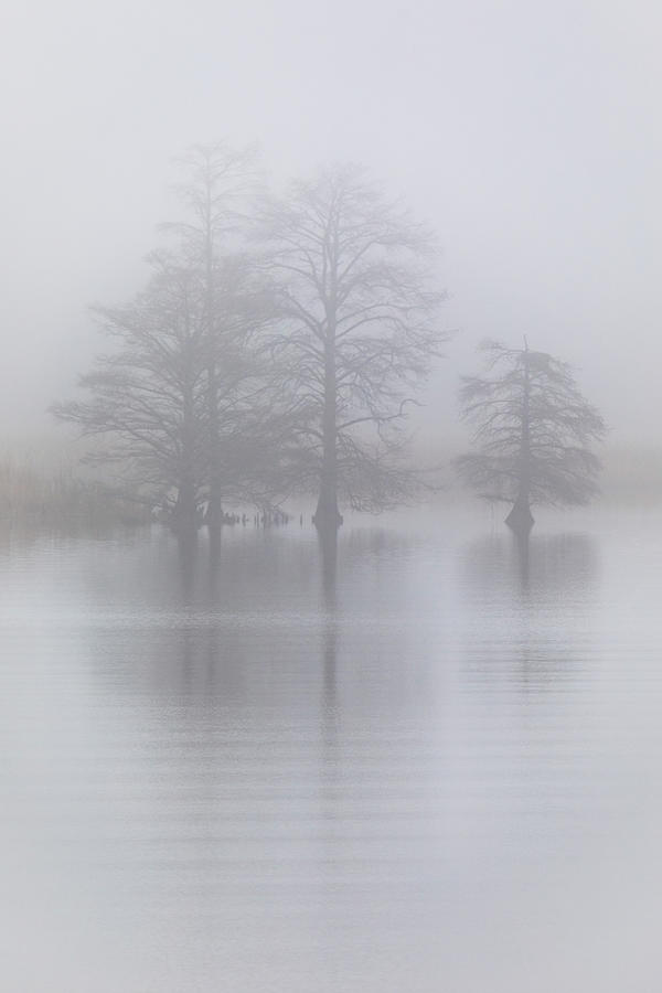 Misty Soft Trees Photograph by Rachel Morrison