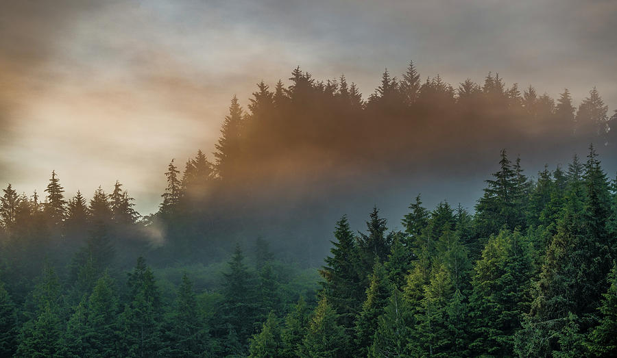 Misty Summer Morning Photograph by Bill Posner