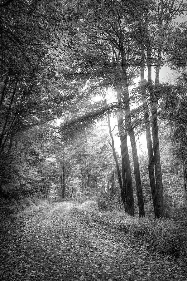 MIsty Sunlight on the Trail Black and White Photograph by Debra and Dave Vanderlaan