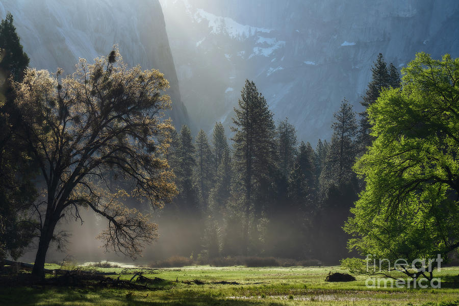 Misty sunrise at Yosemite Photograph by Izet Kapetanovic