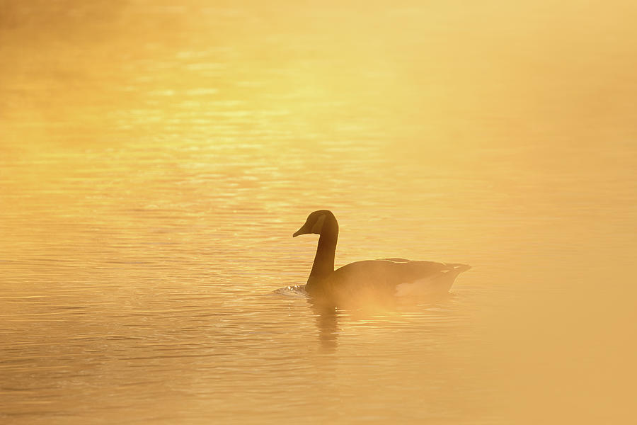 Misty Sunrise Swim Photograph by Jordan Hill