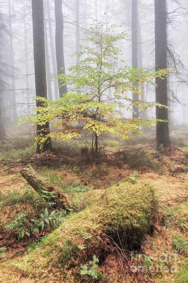 Misty Tree Photograph by Martin Williams