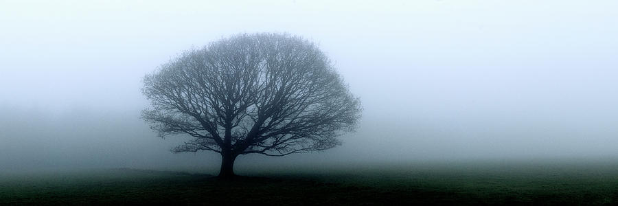 Misty tree Photograph by Sonny Ryse