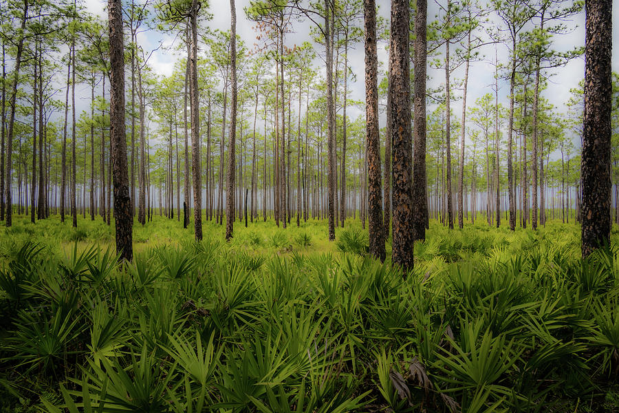 Misty Trees In The Swamp Photograph by James L Bartlett