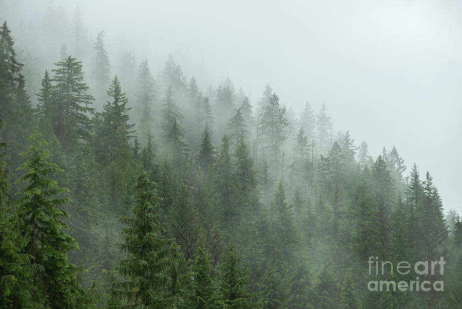 Trees Photograph - Misty Trees by Jennylynn Fields