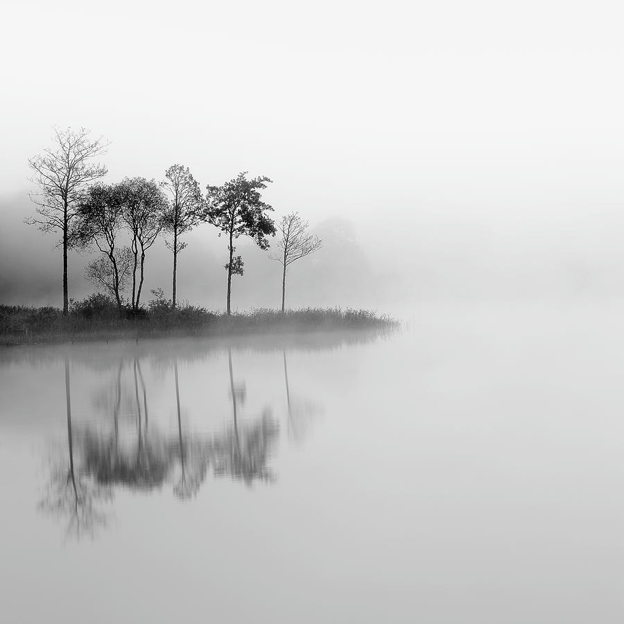 Misty Trees - Loch Ard Photograph by Grant Glendinning