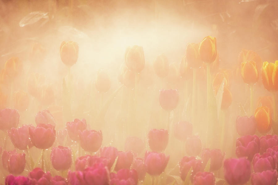 Misty Tulips Photograph