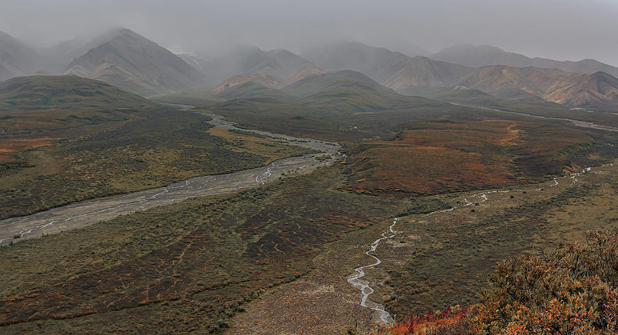 Misty Tundra In Alaska Photograph by Nicholas McCabe