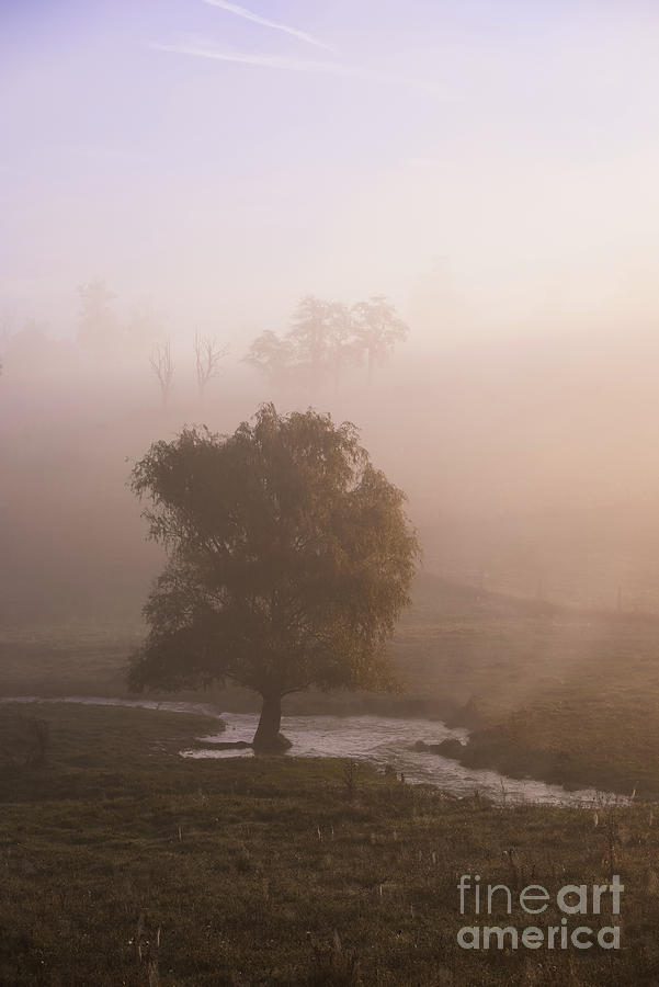 Misty Willow  Photograph by Laura Honaker