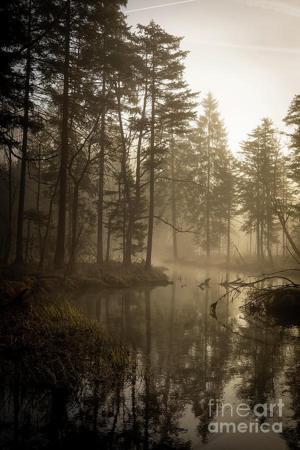 Misty Wood by Michael Kemp