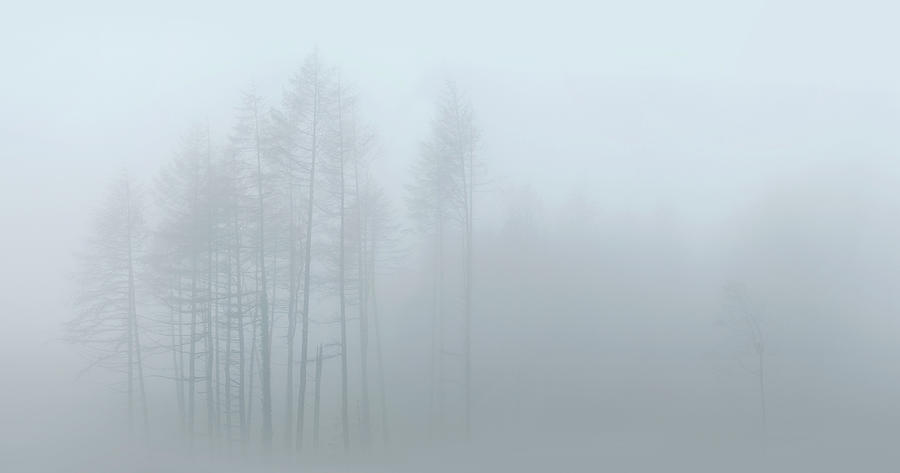 Misty woodland Photograph by John Chivers