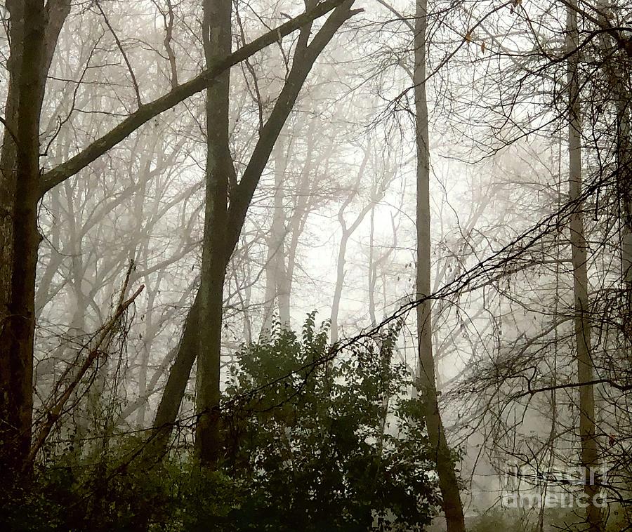 Misty Woods 2 Photograph by J Hale Turner