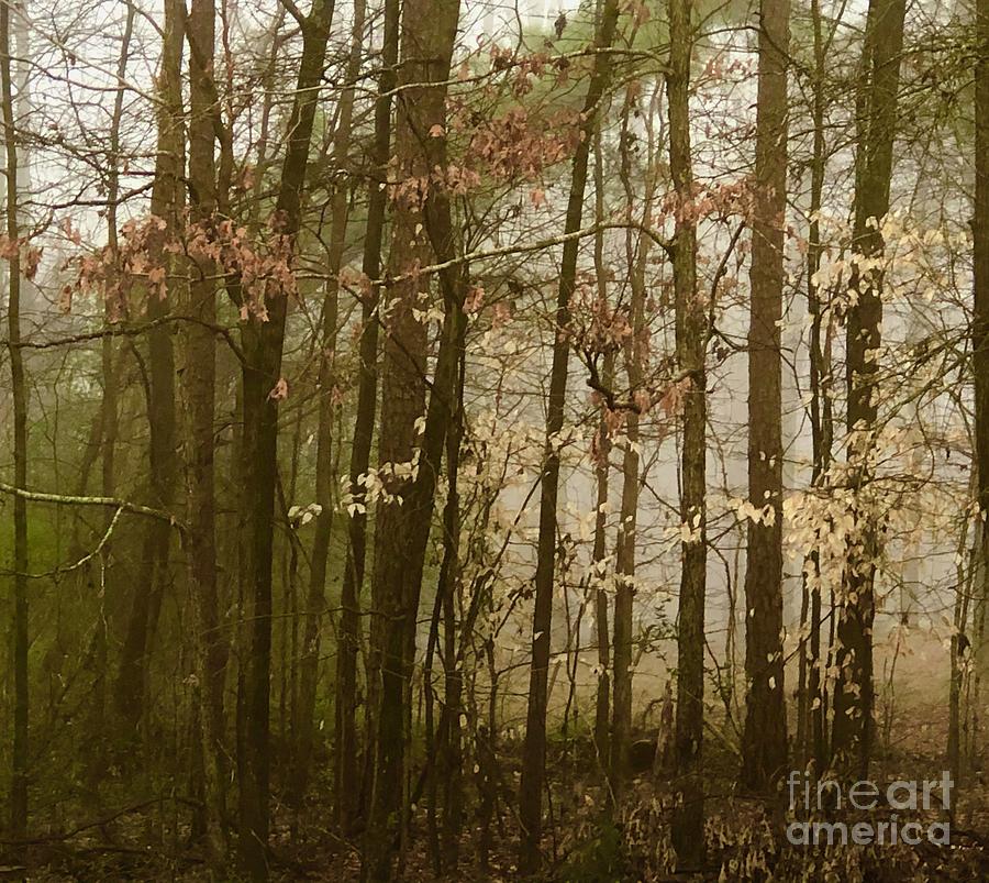 Misty Woods 3 Photograph by J Hale Turner