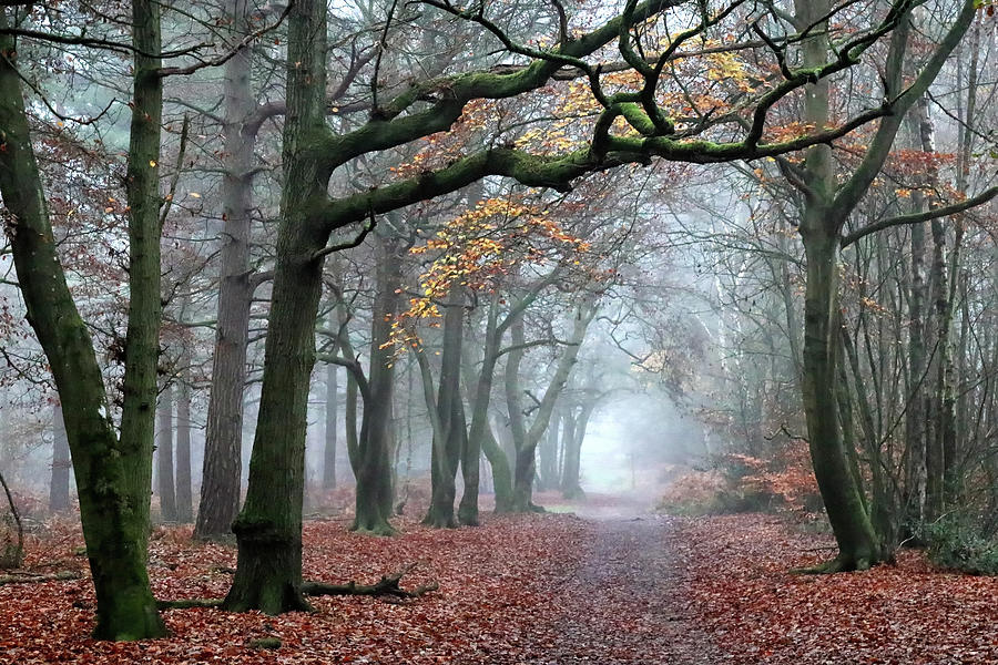 Misty Woods Photograph by Shirley Mitchell