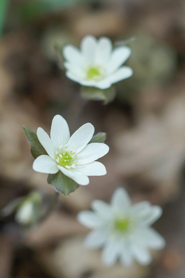 Spring Photograph - Misumisou bloom in February #02 by Kazuhisa Oishi