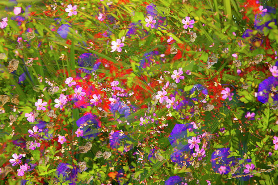 Flower Digital Art - Mix and Match by Phil Dyer