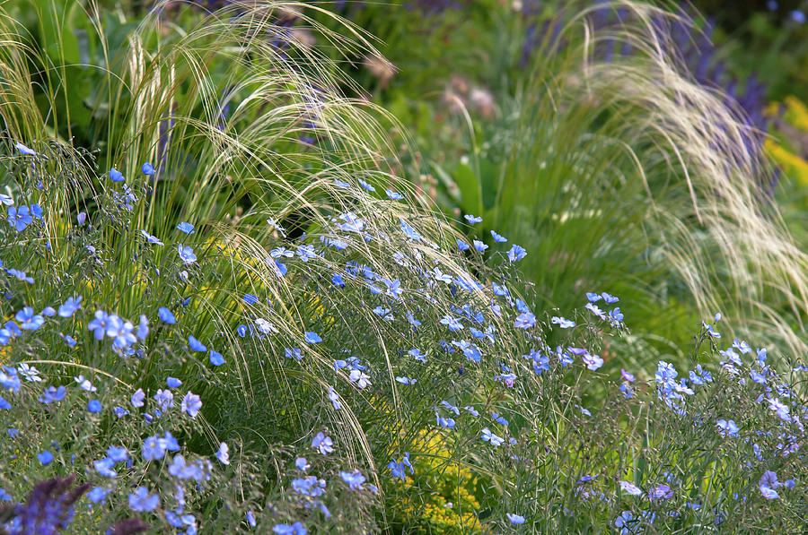 Mix Border With Blue Flax And Stipa Pennata 1 Photograph by Jenny Rainbow