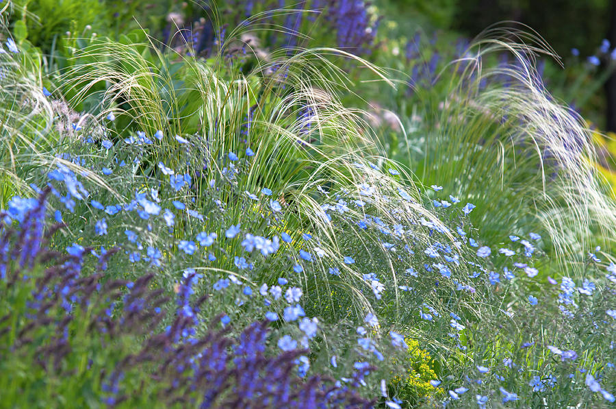 Mix Border with Blue Flax and Stipa Pennata Photograph by Jenny Rainbow