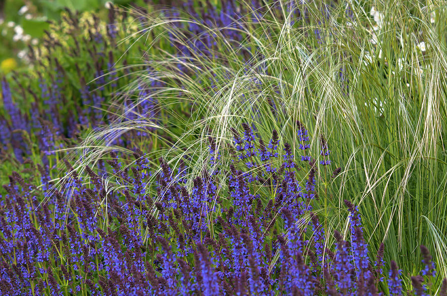 Mix Border With Blue Salvia And Stipa Pennata 2 Photograph by Jenny Rainbow