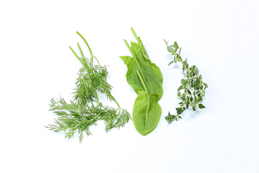 Mix Herb Sorrel dill thyme Photograph by Oqba