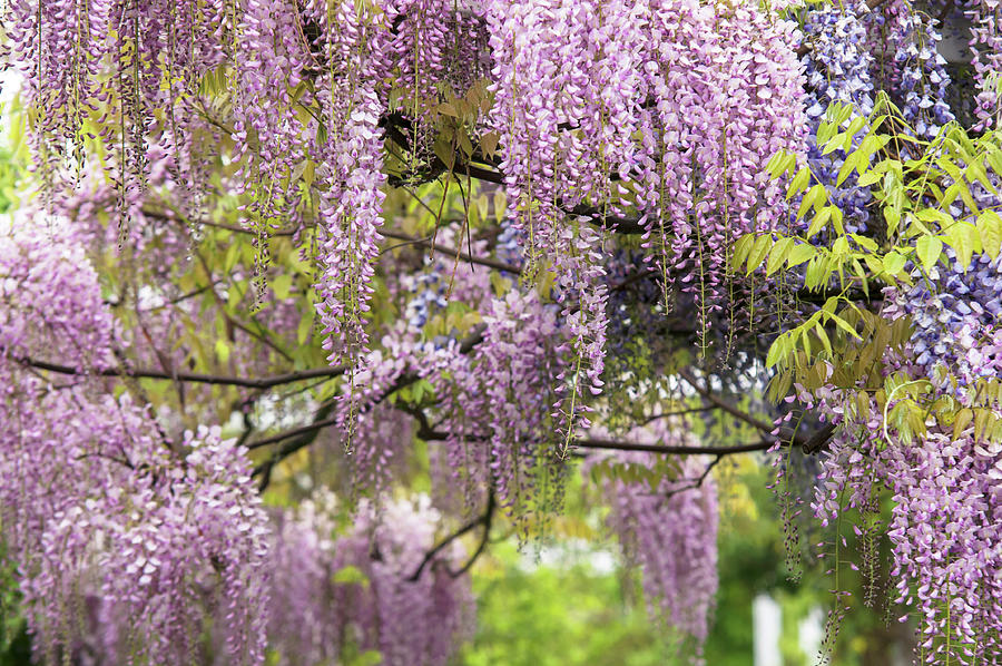 Mixed Bloom of Pink and Purple Wisteria 1 Photograph by Jenny Rainbow ...