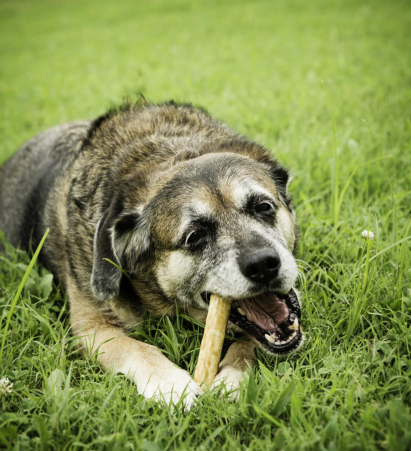 Mixed Breed Dog Chewing Rawhide Treat Photograph by CatLane