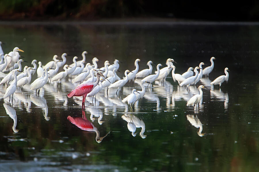 Bird Photograph - Mixed Egrets and a lone Roseate Spoonbill by William Mertz Photography