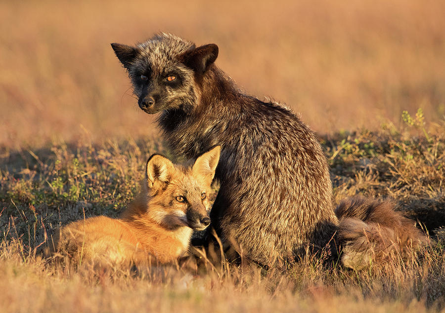 Mixed Fox Family Photograph by Max Waugh