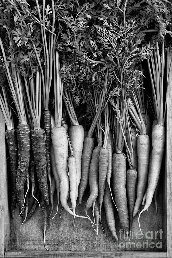Carrot Photograph - Mixed Heritage Carrots in Wooden Tray Monochrome by Tim Gainey