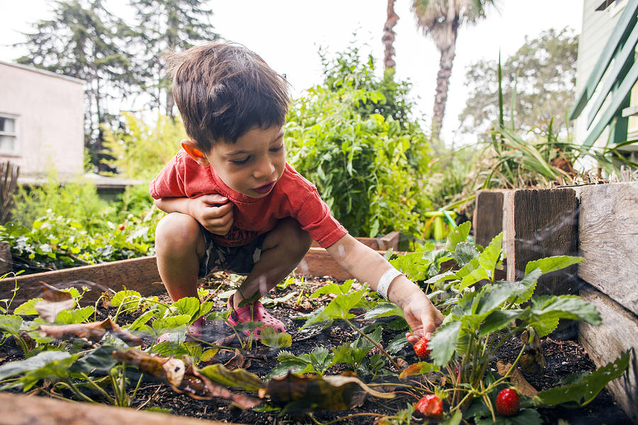 Mixed race boy picking strawberry in garden Photograph by Adam Hester