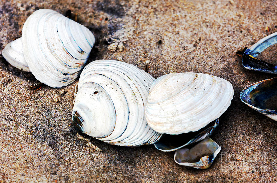 Mixed Shells at Seaside Park Photograph by John Rizzuto