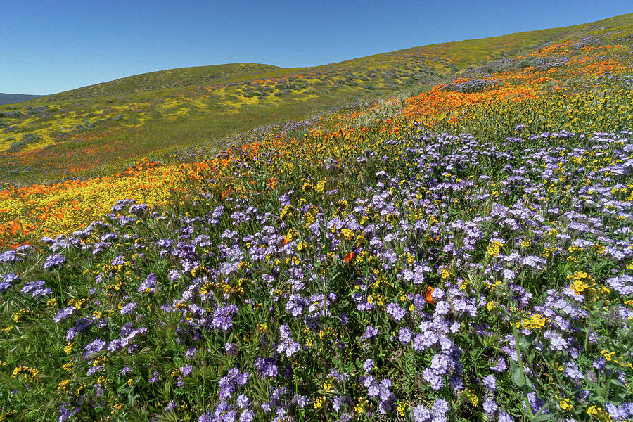 Mixed Wildflowers Photograph by Brett Harvey