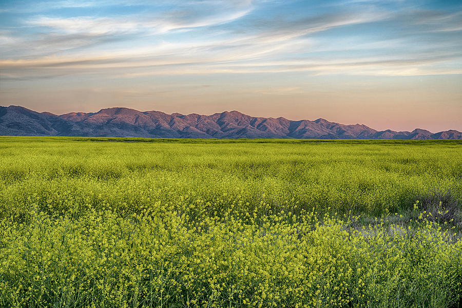 Mustard Blooms at Sunset Photograph by Dave Dilli