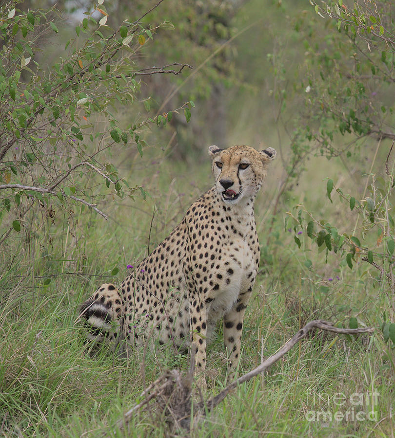 Cheetah sitting in the bush licking its lips, Masai Mara, Kenya Photograph by Nirav Shah