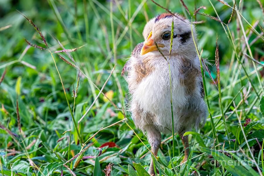 Moa Chick Photograph by Jennifer Jenson