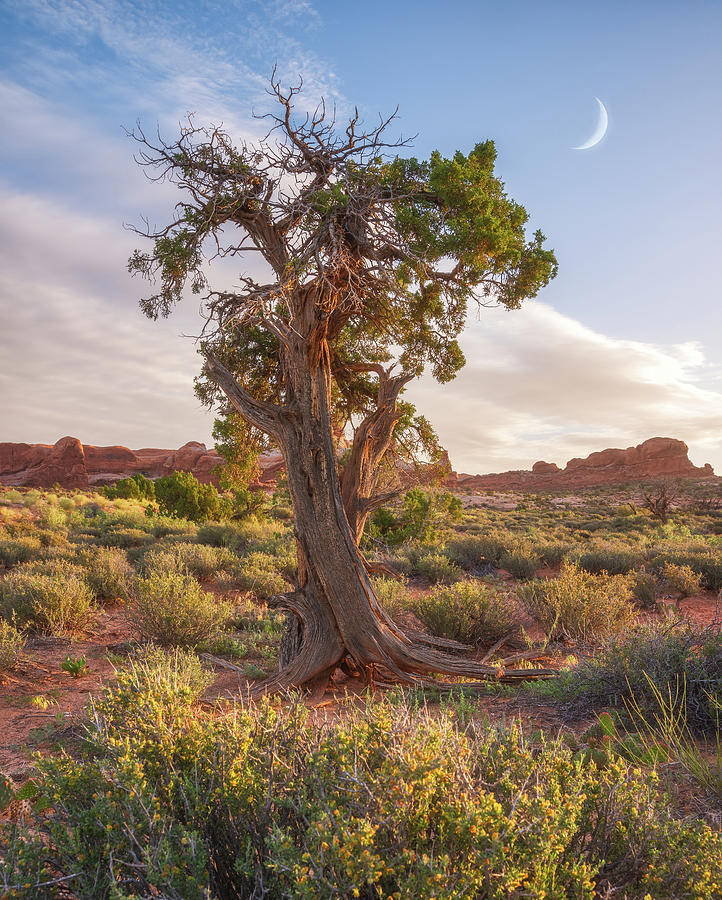Moab Morning Moon Photograph by Darren White