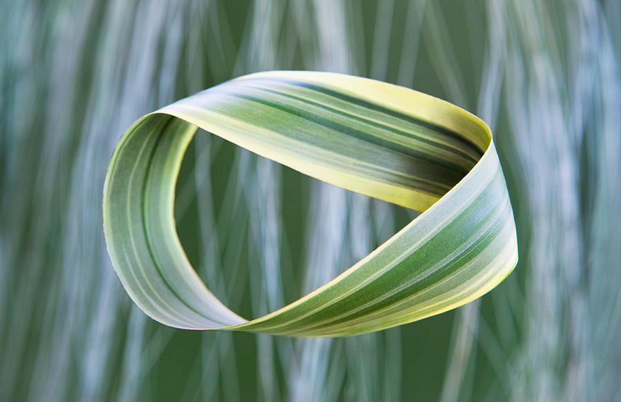 Mobius / Moebius infinity curve made from plant leaf Photograph by Dimitri Otis