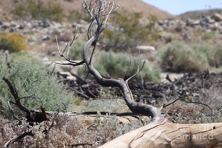 Mocha Brown Weathered Wood in Coachella Valley Wildlife Preserve Photograph by Colleen Cornelius