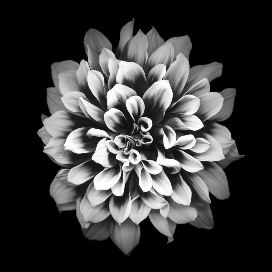 Mochrome dahlia isolated on black background Photograph by OGphoto