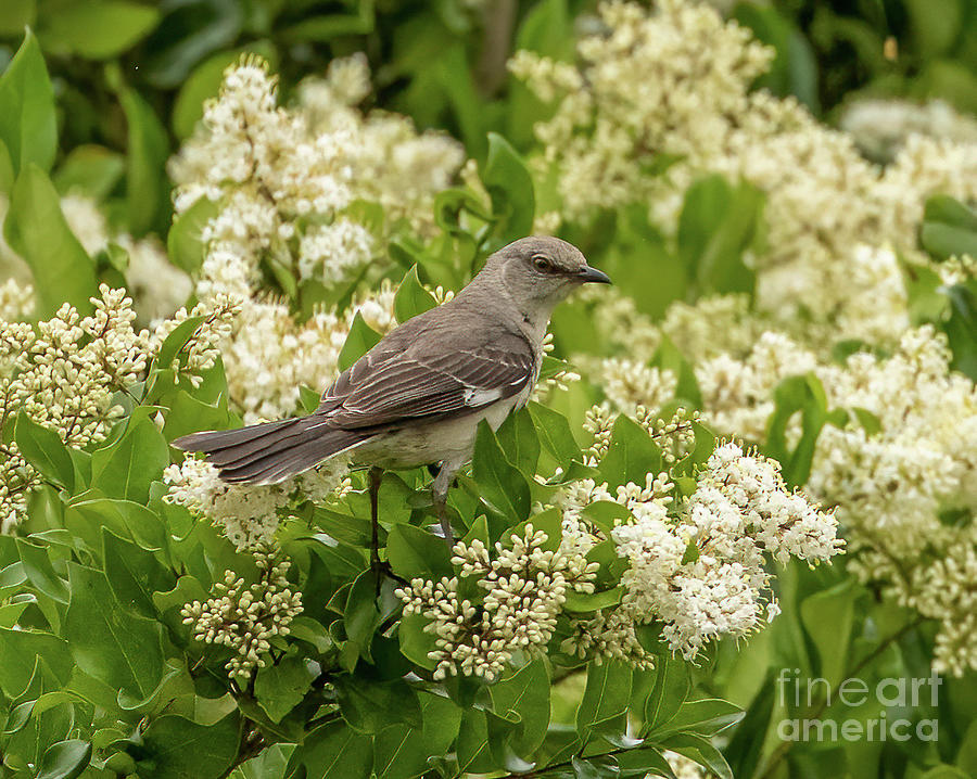 Mocking Bird Among Blossoms Photograph by Michelle Tinger