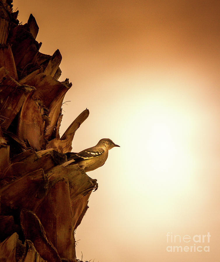 Bird Photograph - Mocking Bird Enjoying Sunset by Robert Bales