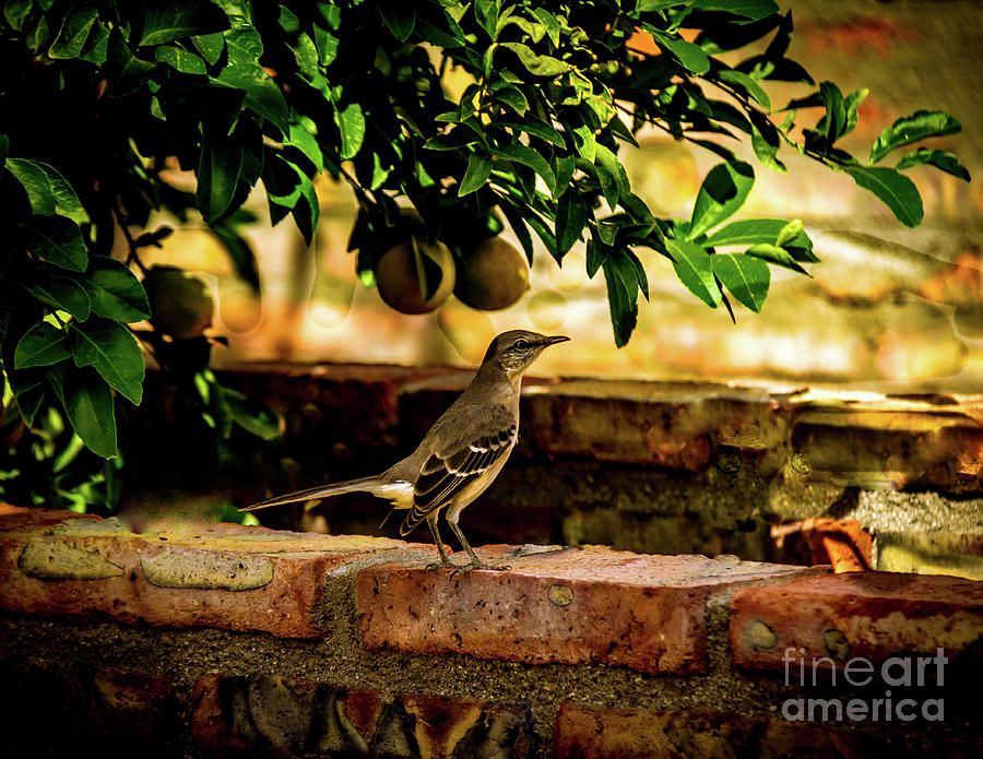 Mocking Bird On Brick Wall Photograph by Robert Bales