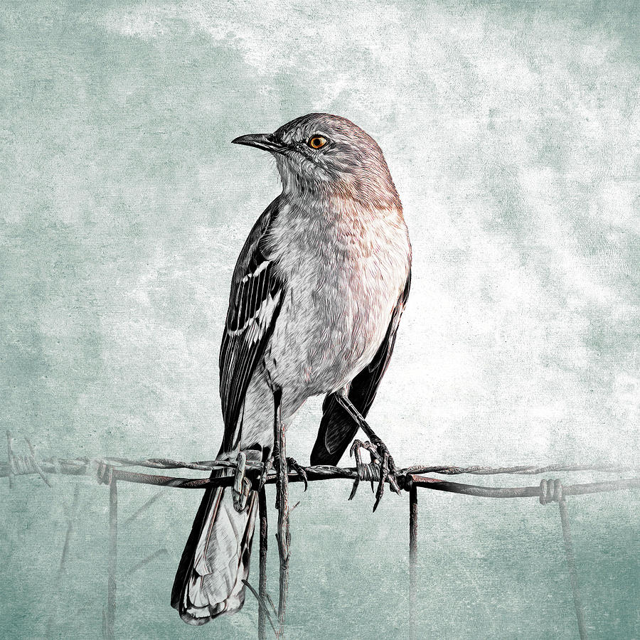 Mocking Bird on the Fence Photograph by Mike Gifford