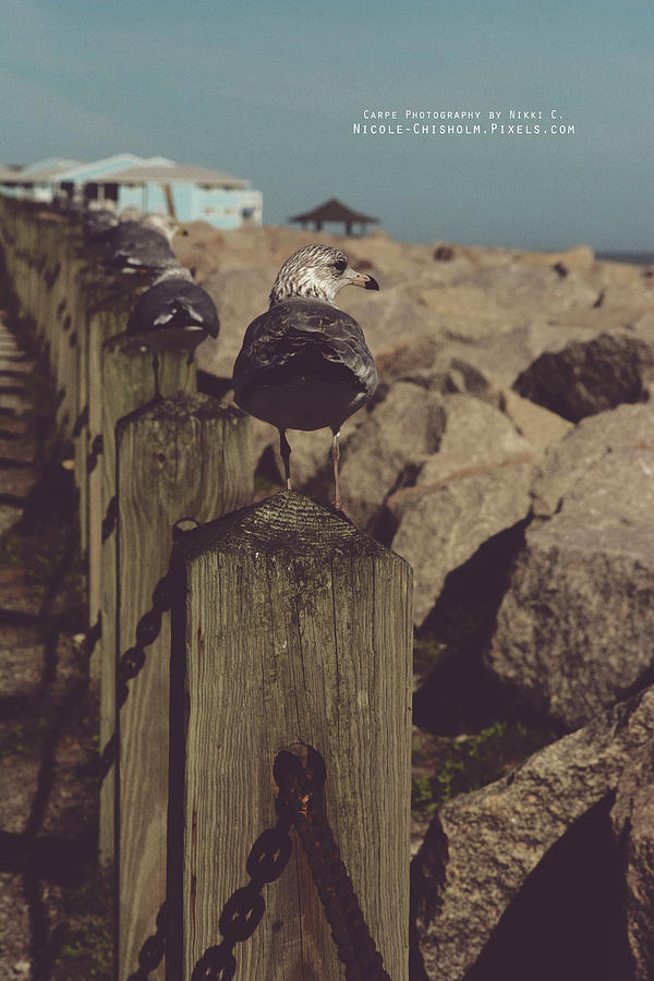 Mocking Birds II - Landscape Photography - Nature - Seagulls Photograph