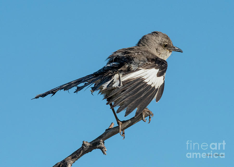 Mocking Monday Bird Photograph by Steven Natanson
