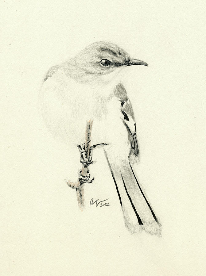 Mockingbird 1, Paso Robles, CA Drawing by Robert Voorheis - Fine Art ...