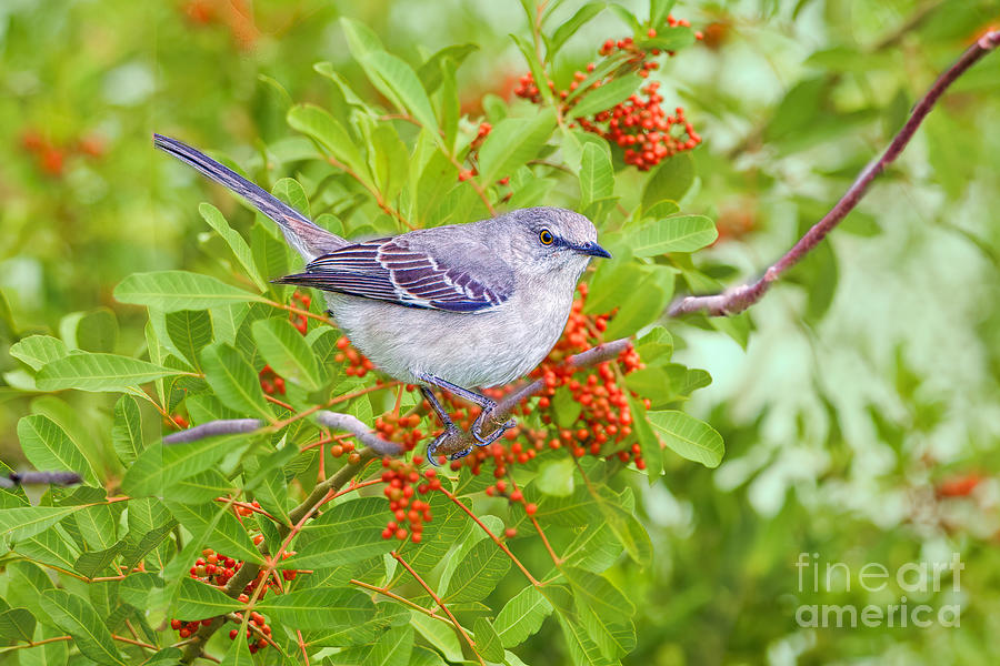 Mockingbird and Berries Photograph by Judy Kay