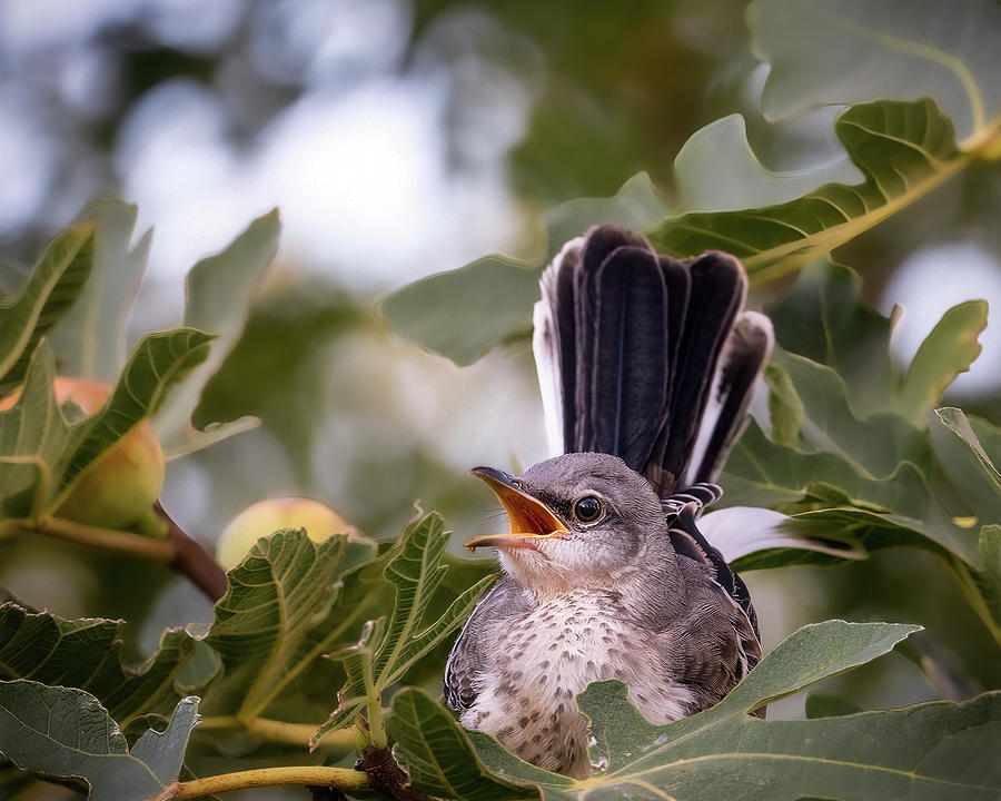 Mockingbird and Figs Photograph by Cheri Freeman