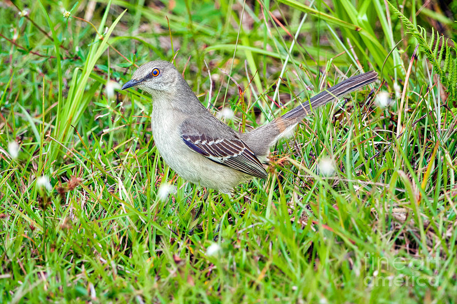 Mockingbird at Anhinga Trail Photograph by Judy Kay
